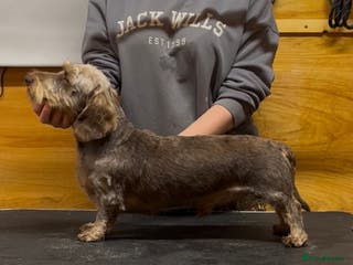 Miniature Dachshund dogs Choc & Tan Miniature wire haired Dachshund stud - Advert 8