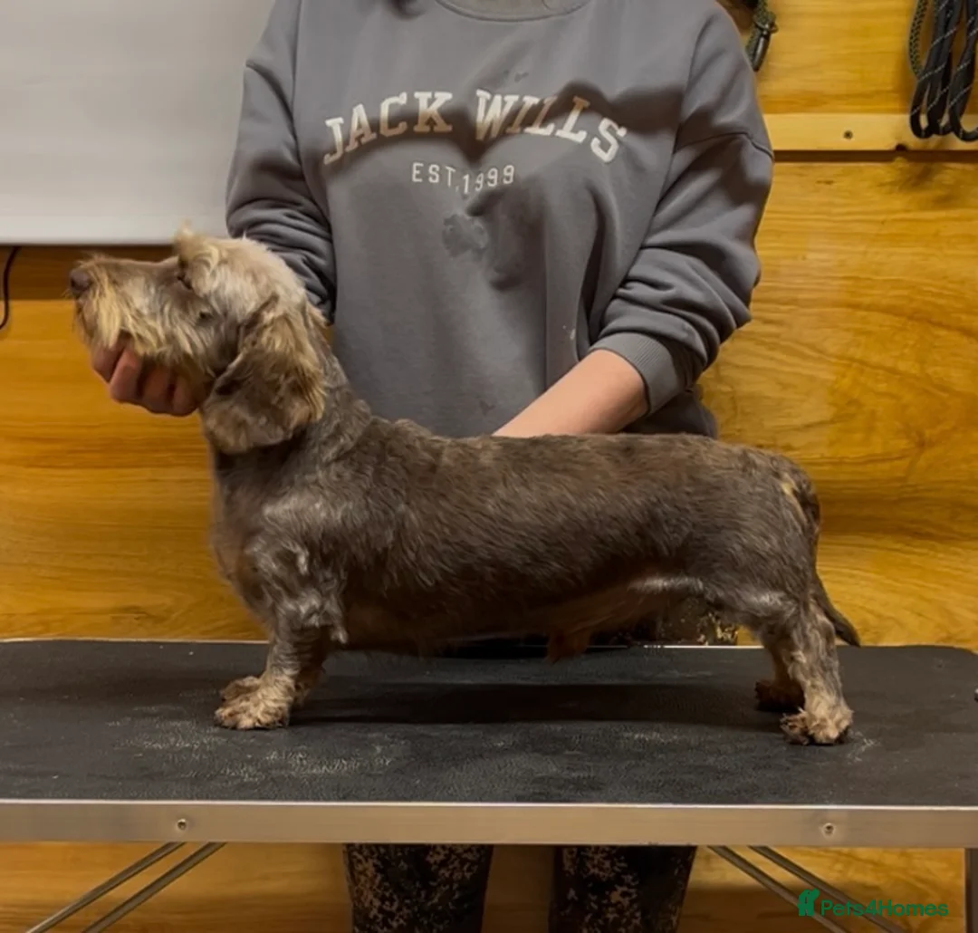 Miniature Dachshund dogs for stud: Choc & Tan Miniature wire haired Dachshund stud - Advert 1