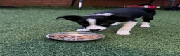 Border Collie dogs for sale: Female 12 weeks border collie  - Advert 5