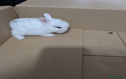 Lionhead rabbits for sale: Lion head cross mini lop 2 left!!  in Coventry - Image 2