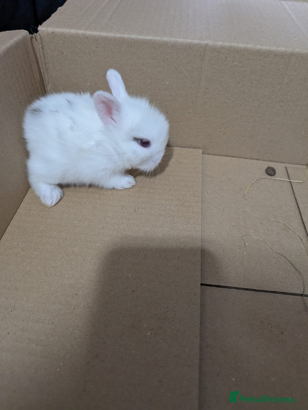 Lionhead rabbits for sale: Lion head cross mini lop 2 left!!  in Coventry - Image 2