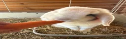 Mini Lop rabbits for sale: Pure mini lops in Bury Saint Edmunds - Advert 8