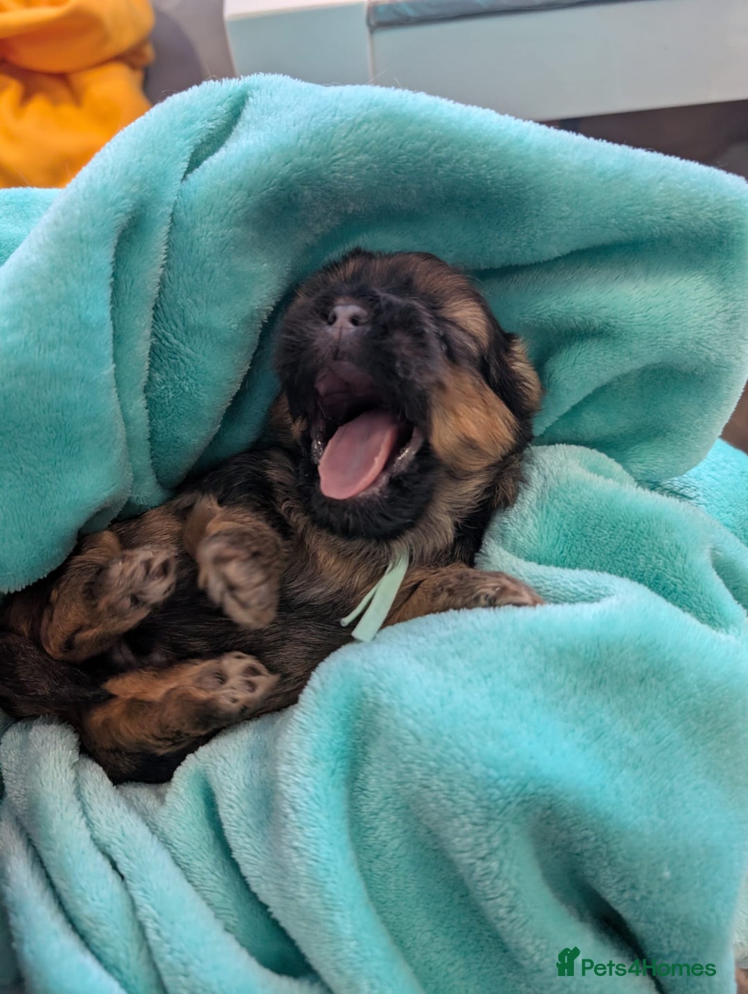 Shih Tzu dogs for sale: ⭐Gorgeous Shih Tzu puppies⭐ - Advert 8