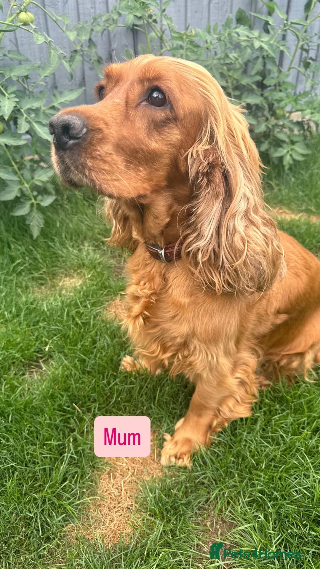 Cocker Spaniel dogs for sale: Superb golden show type cocker spaniel puppies  - Advert 10
