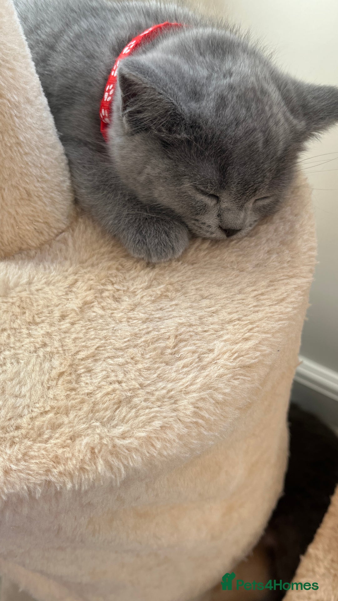 Scottish Fold cats for sale: Beautiful blue female kitten  - Advert 7