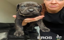 Cane Corso dogs for sale: READY REDUCED CANE CORSO - Image 16