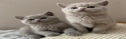 British Shorthair cats for sale: Parents are both on Active GCCF - Advert 6