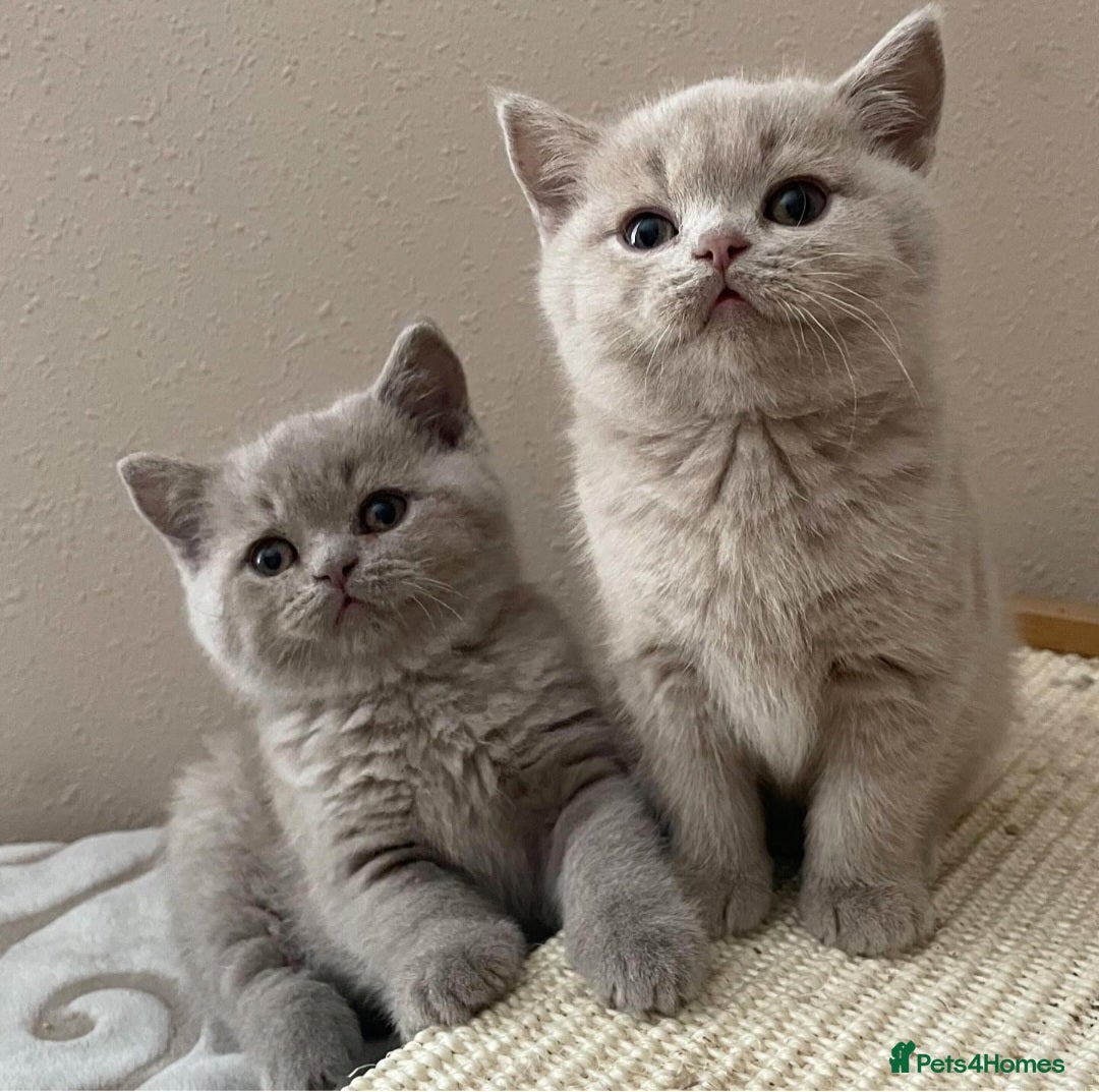 British Shorthair cats for sale: Parents are both on Active GCCF - Advert 6