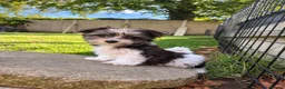 Biewer Terrier dogs for sale: Beautiful Biewer Terrier Puppies – Ready Soon ❤️ - Advert 9