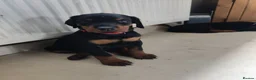 Dobermann dogs for sale: Adorable Doberman puppies  - Advert 8