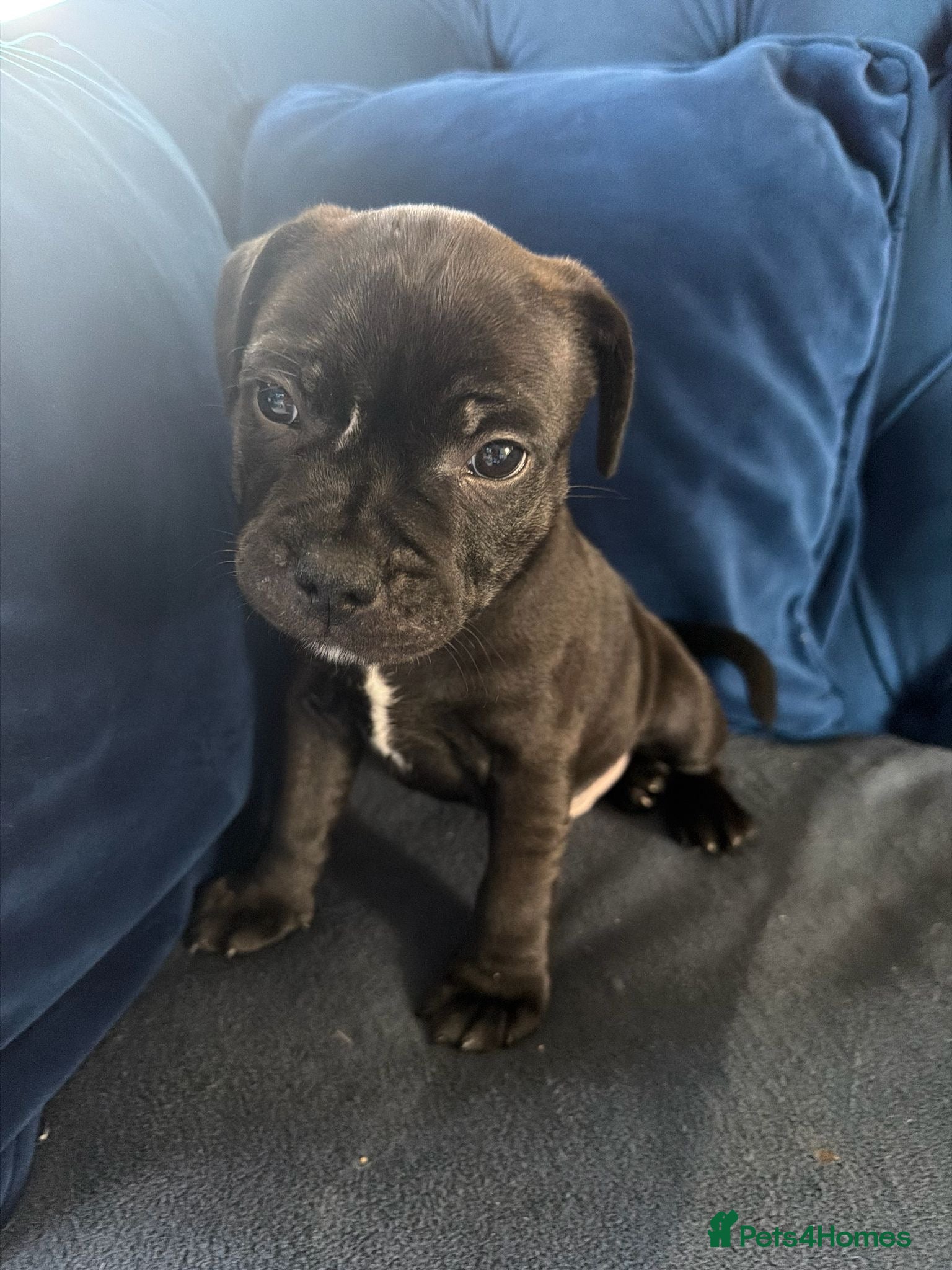 Staffordshire Bull Terrier dogs Last boy *REDUCED* Staffordshire Bull Terrier - Advert 2