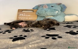 Cane Corso dogs for sale: Cane corso puppies for sale  - Image 16