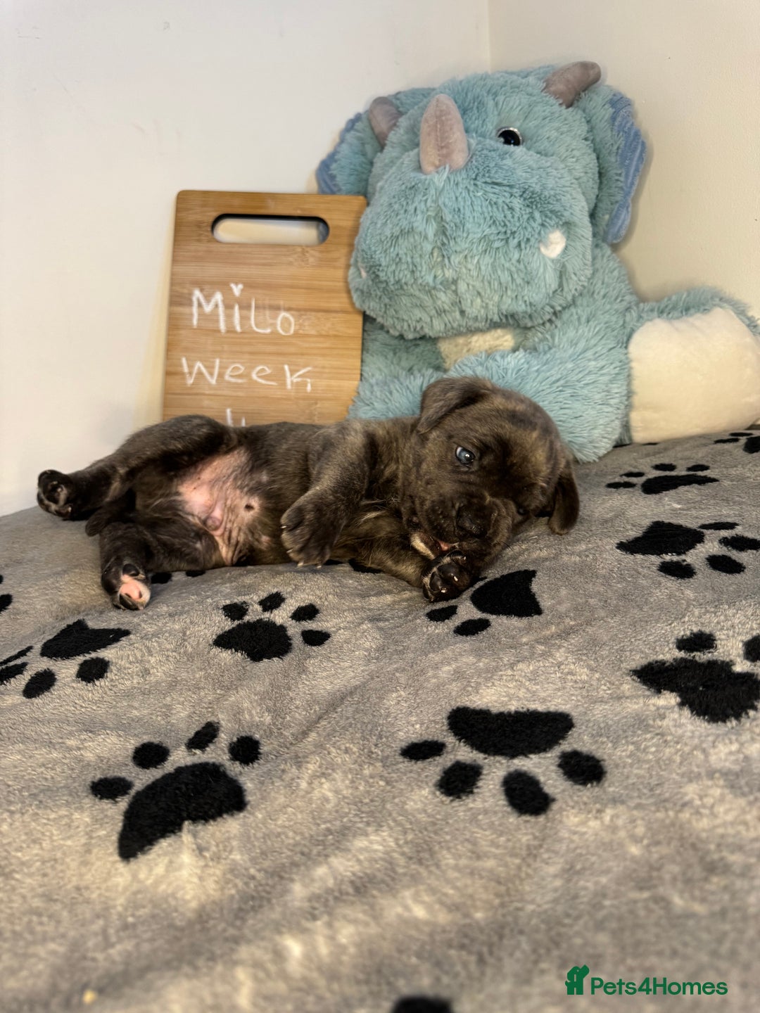 Cane Corso dogs for sale: Cane corso puppies for sale  - Image 16