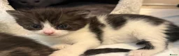 Mixed Breed cats for sale: Gorgeous Kittens Looking for Loving Homes - Advert 13