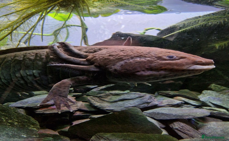 Axolotl reptiles - Advert 4