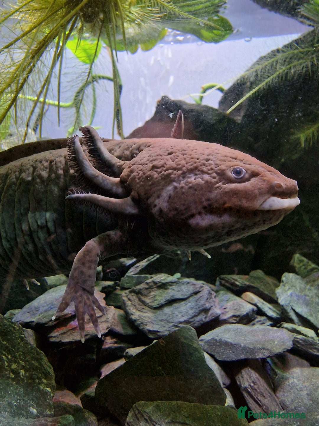 Axolotl reptiles for sale: Axolotl  - Image 1