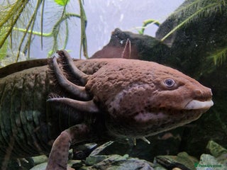 Axolotl reptiles - Advert 6