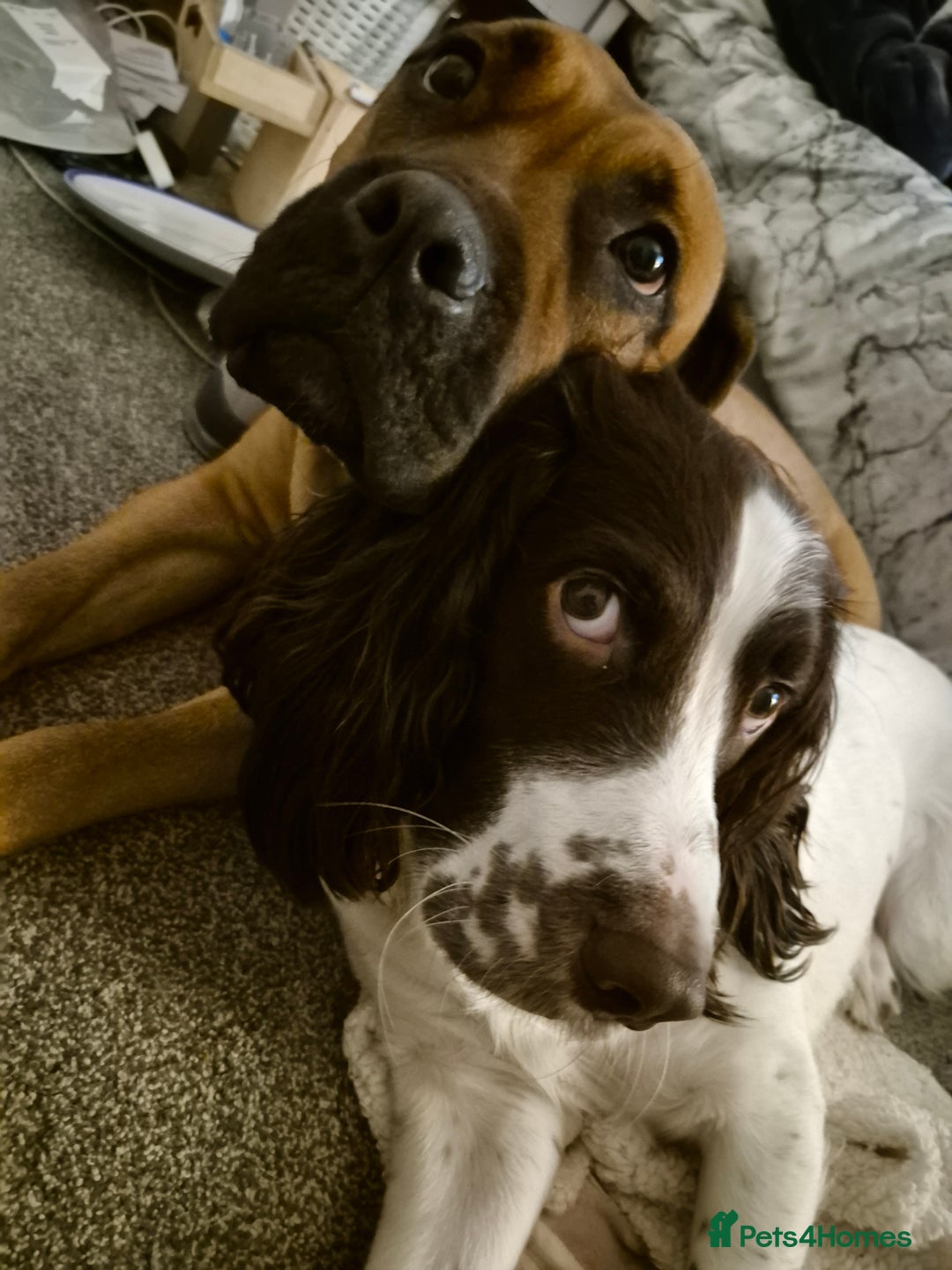 Mixed Breed dogs for sale: Bullmastiff x Springer Spaniel Puppies - Advert 15
