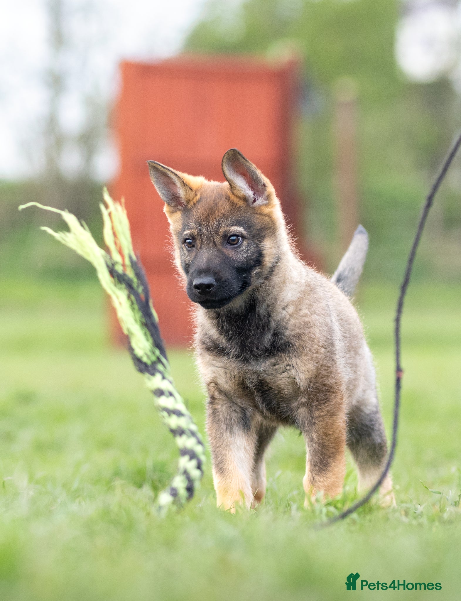 German Shepherd dogs 1st pick KC dog  - Advert 1