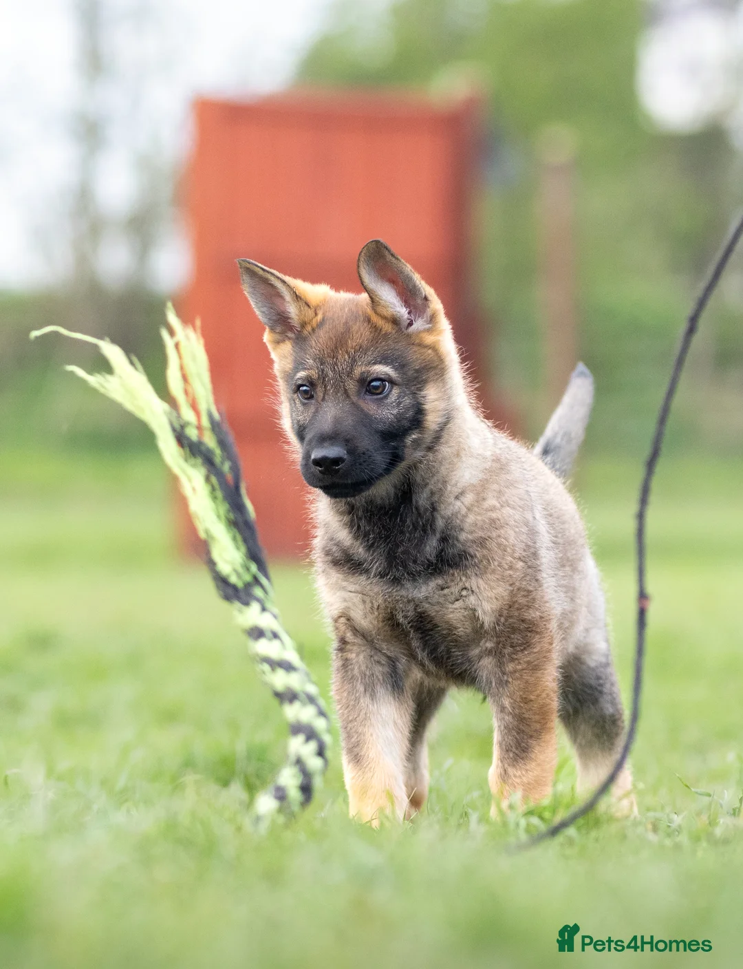 German Shepherd dogs for sale: 1st pick KC dog  - Advert 18