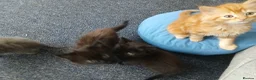 Himalayan cats for sale: Beautiful kittens  - Advert 4