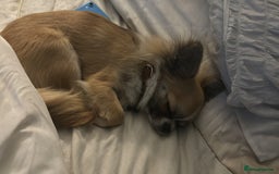 Chihuahua dogs for stud: ❤️K.C reg beautiful stud💖 - Image 4