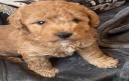 Cockapoo dogs for sale: Cockapoo Puppies – Well Socialised and beautiful  - Advert 2