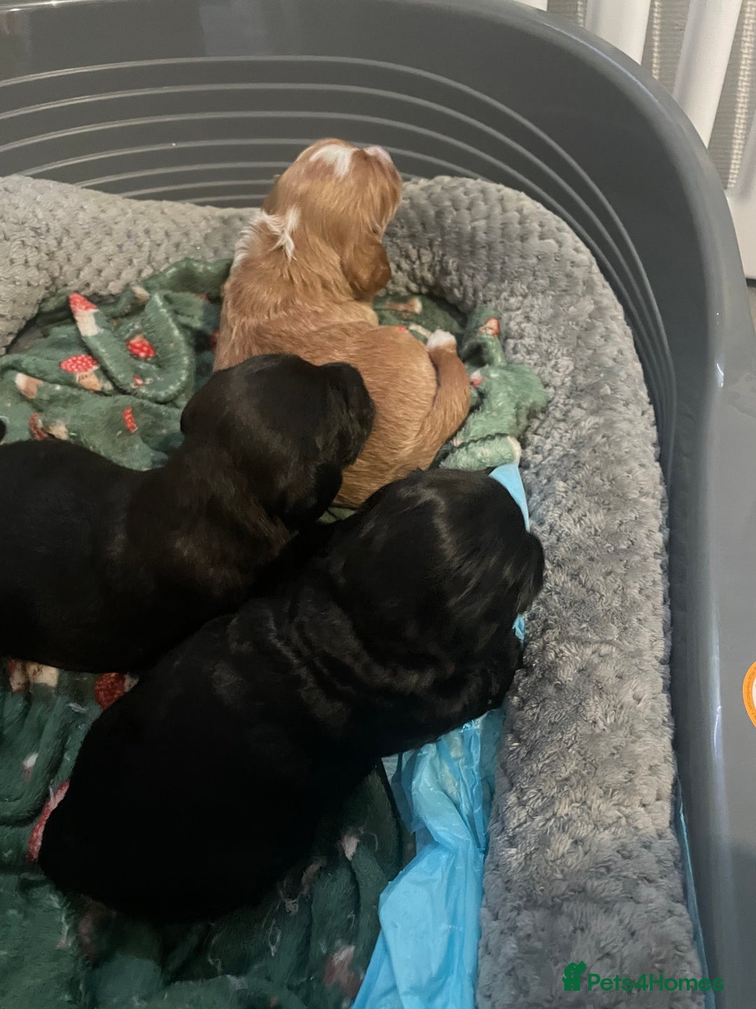 Doxiepoo dogs for sale: Beautiful Doxipoo puppies  - Advert 7