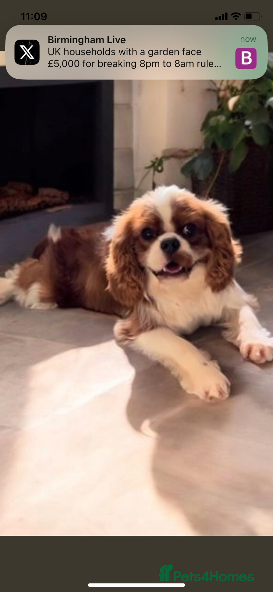Cavapoo dogs for sale: Beautiful miniature cavapoo babies - Image 10
