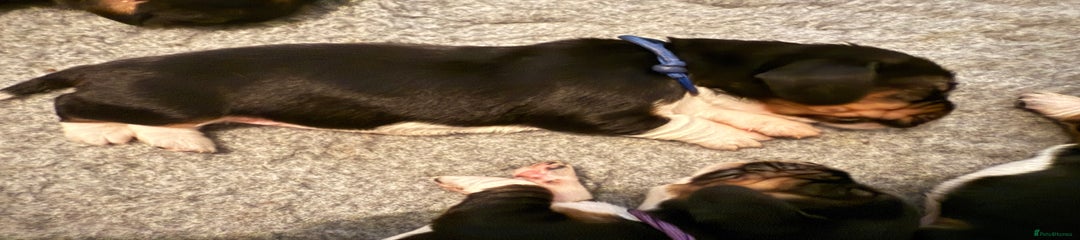 Basset Hound Puppy Blue