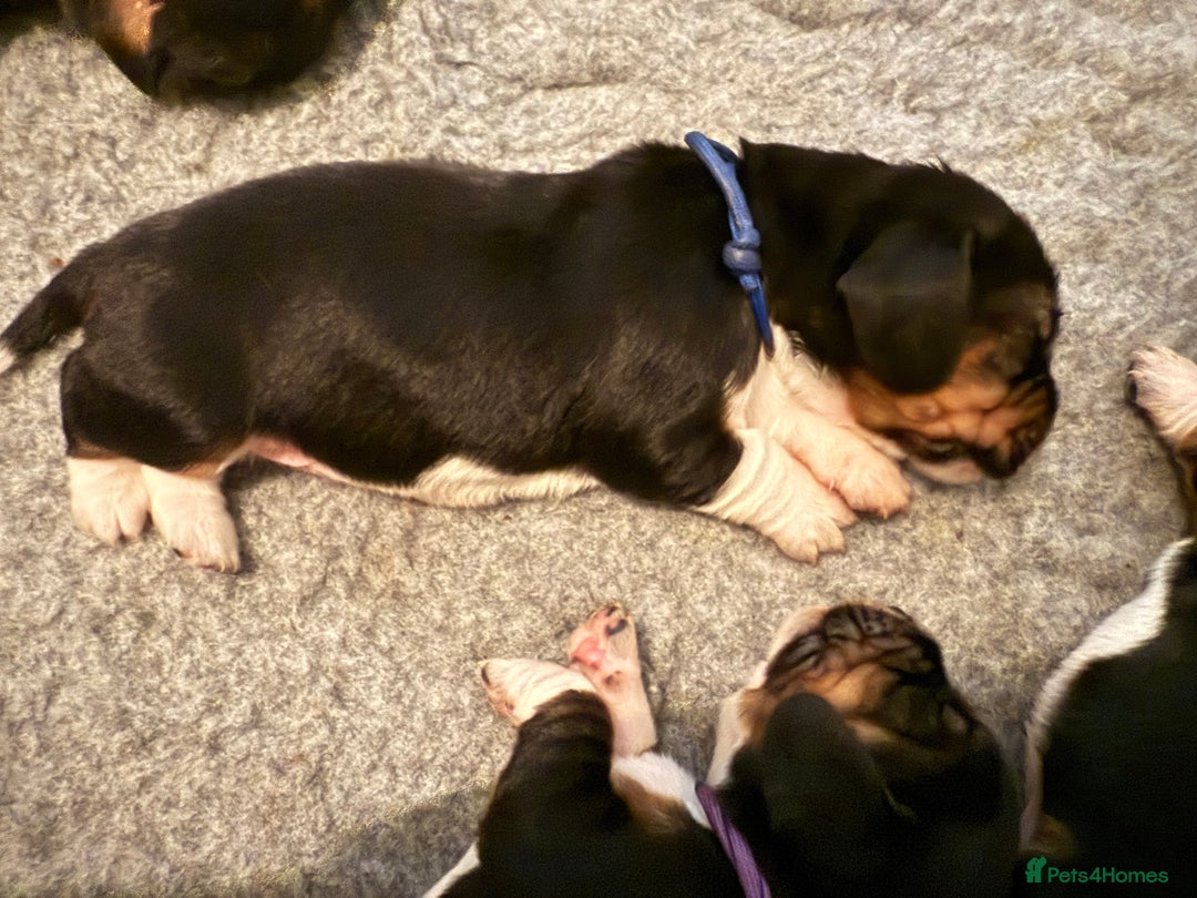 Basset Hound dogs for sale: Beautiful Basset Hound Puppies - Image 14