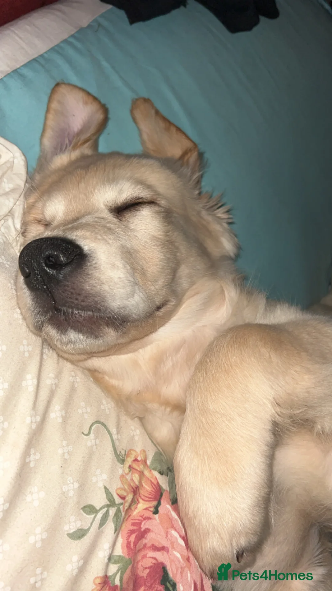 Golden Retriever dogs for sale: Golden retriever - Advert 2