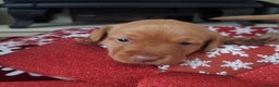 Labrador Retriever dogs for sale: Fox Red Labrador pups - Advert 20