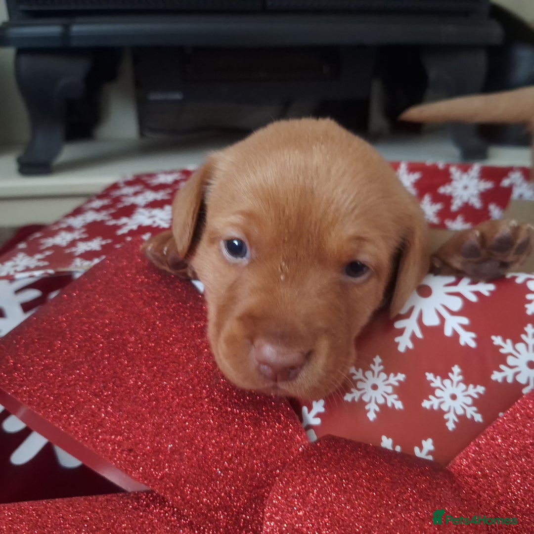 Labrador Retriever dogs for sale: Fox Red Labrador pups - Advert 20
