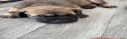 Cane Corso dogs for sale: Cane corso puppies🐶🐾 - Advert 3