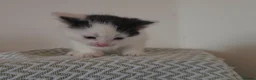Mixed Breed cats for sale: Beautiful Kittens Looking for Loving Homes - Advert 26