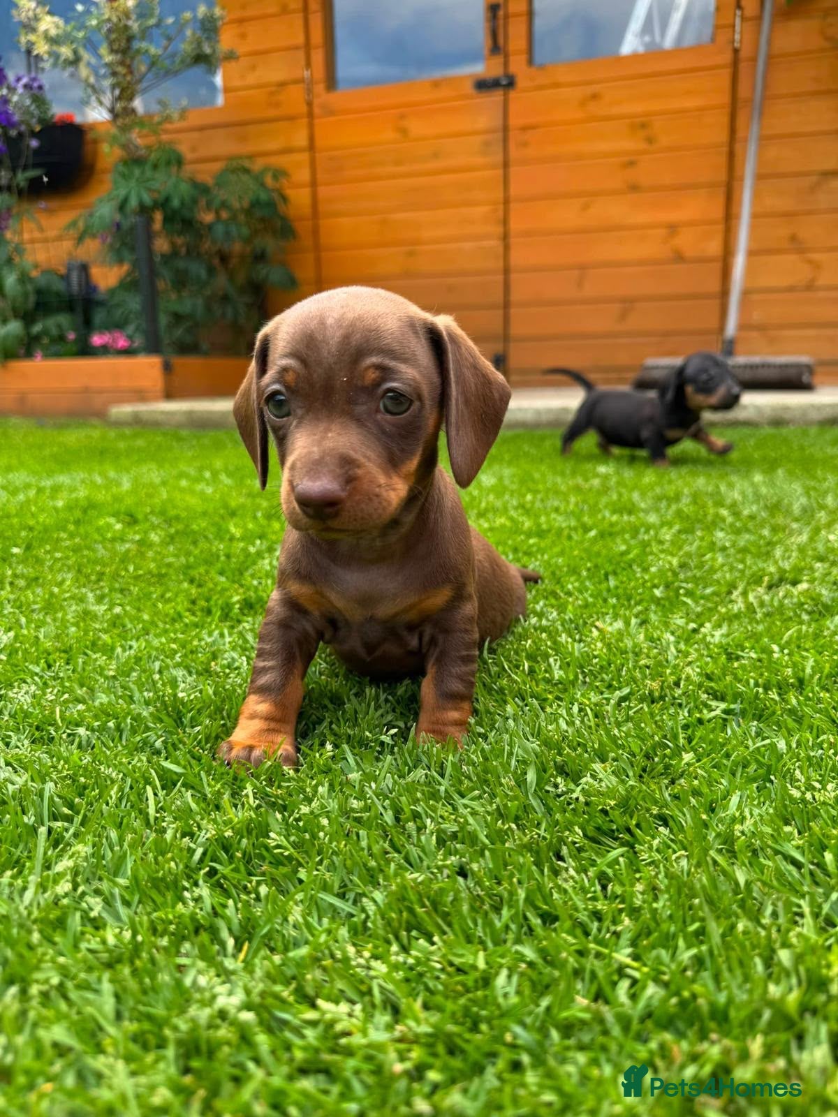 Dachshund dogs Standard Dachshund Puppies - Advert 2