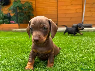 Dachshund dogs Standard Dachshund Puppies - Advert 2