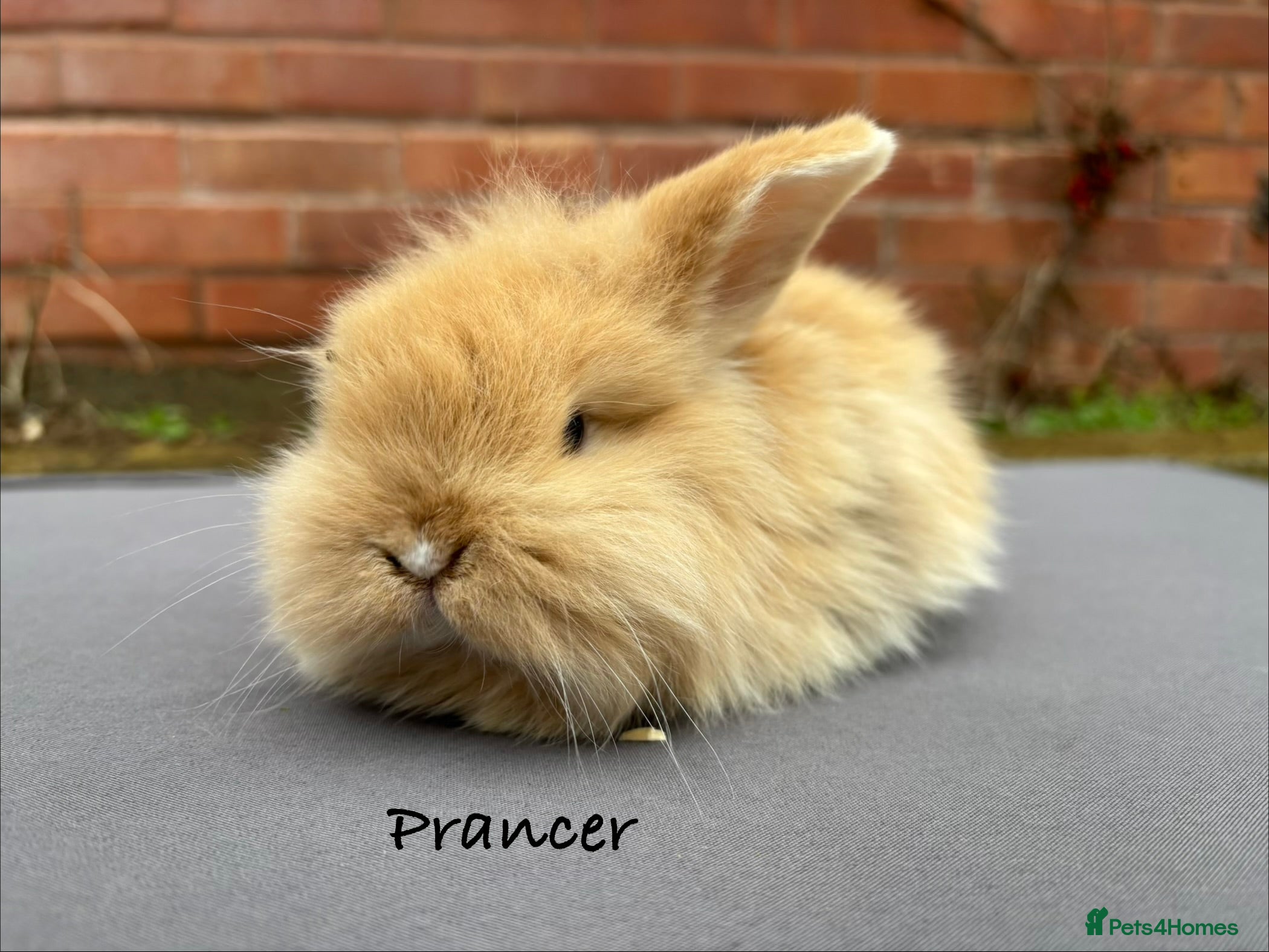 Mixed Breed rabbits Beautiful Fluffy Baby Rabbits  - Advert 16