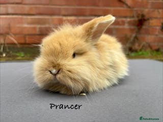 Mixed Breed rabbits Beautiful Fluffy Baby Rabbits - Advert 3