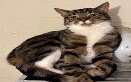 Mixed Breed cats for sale: Two beautiful cats - Image 5
