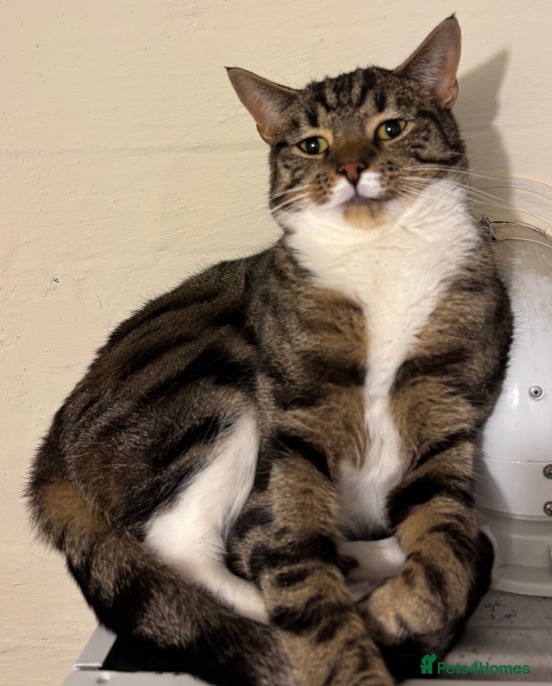 Mixed Breed cats for sale: Two beautiful cats - Image 5