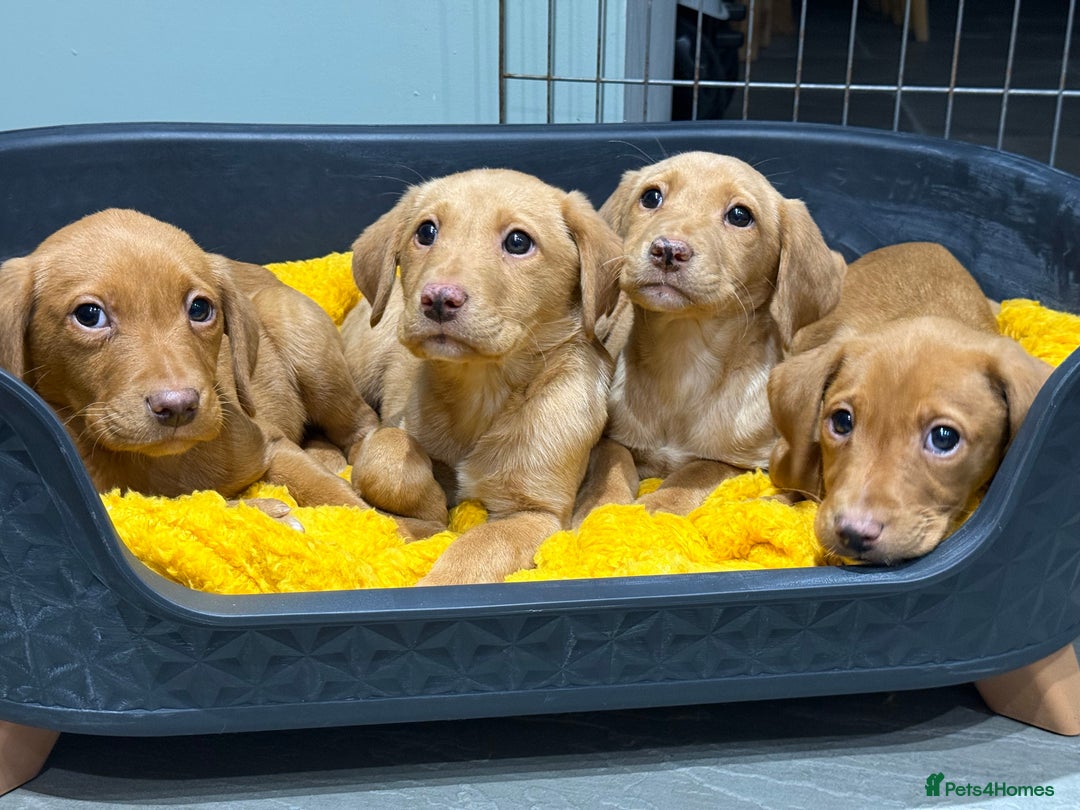 Labrador Retriever dogs for sale: Stunning litter of Fox Red & Yellow Labrador pups - Advert 5