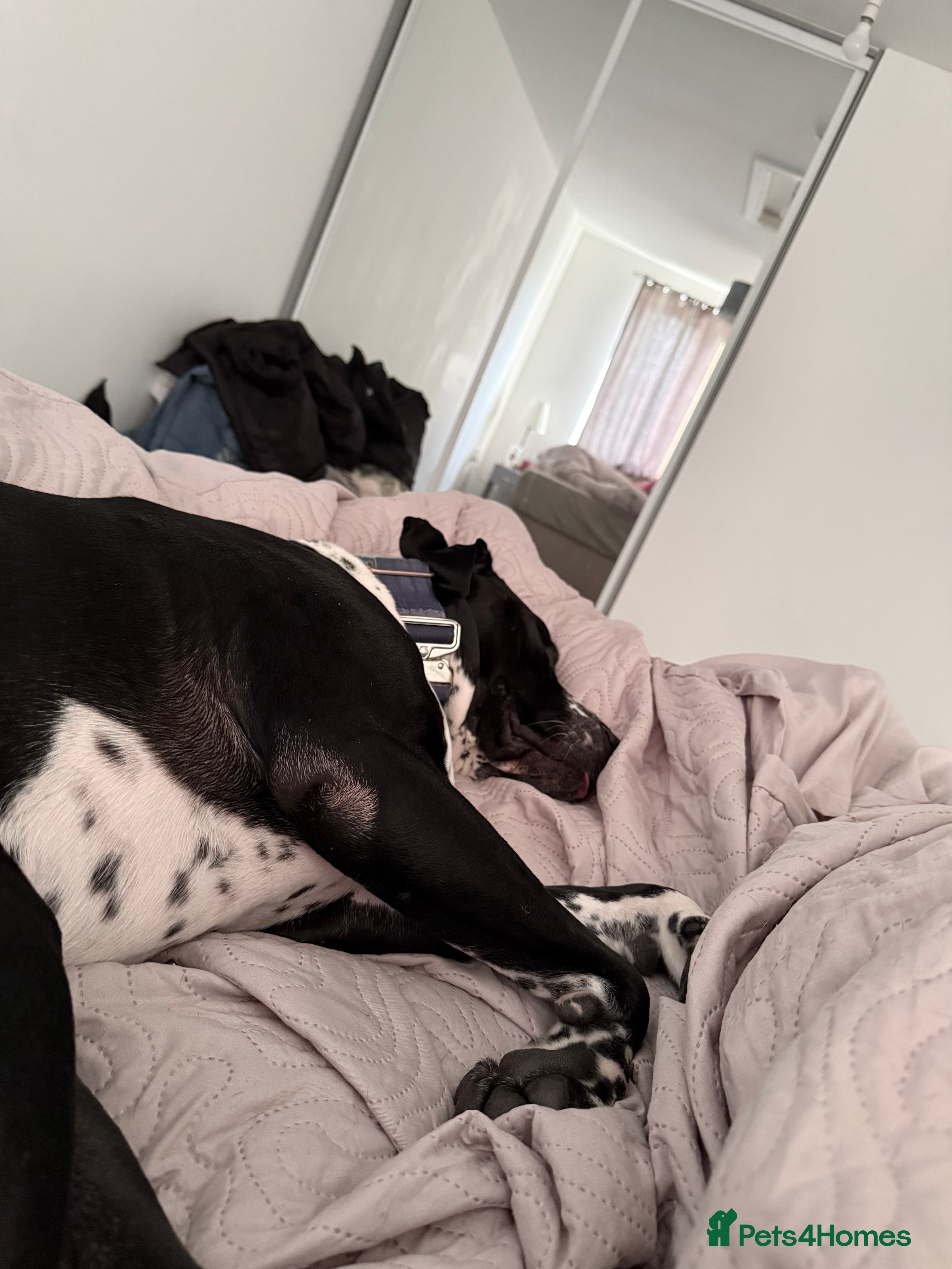 Mixed Breed dogs Zeus - Dalmatian X - Advert 1