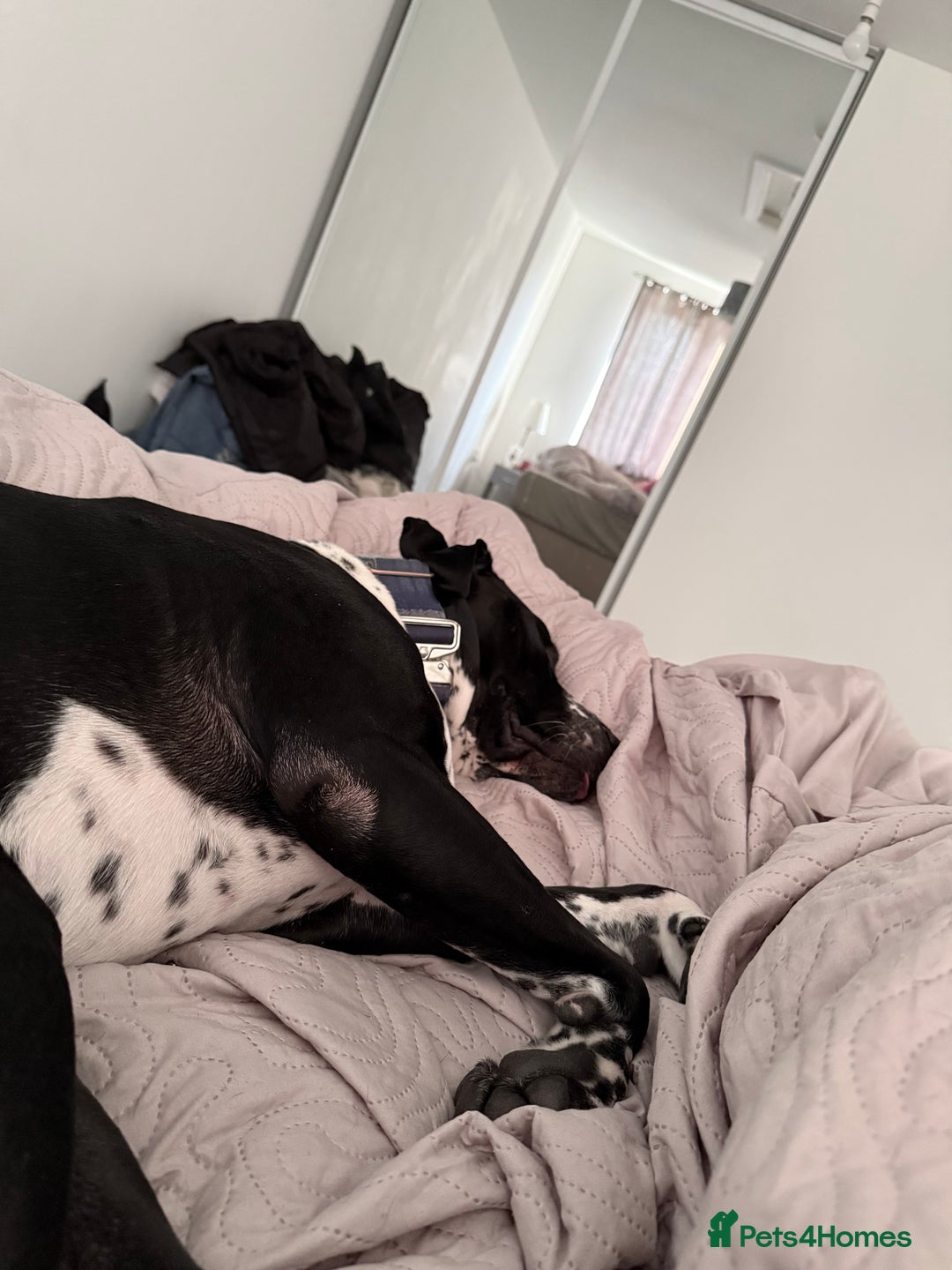 Mixed Breed dogs for sale: Zeus - Dalmatian X - Advert 1