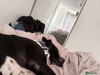 Mixed Breed dogs Zeus - Dalmatian X - Advert 4