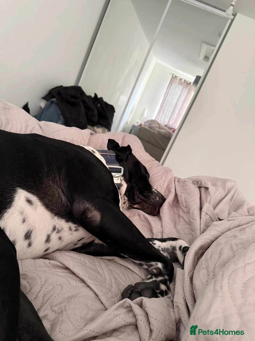 Mixed Breed dogs for sale: Zeus - Dalmatian X - Advert 1