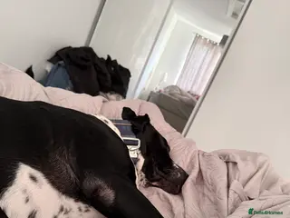 Mixed Breed dogs Zeus - Dalmatian X - Advert 3