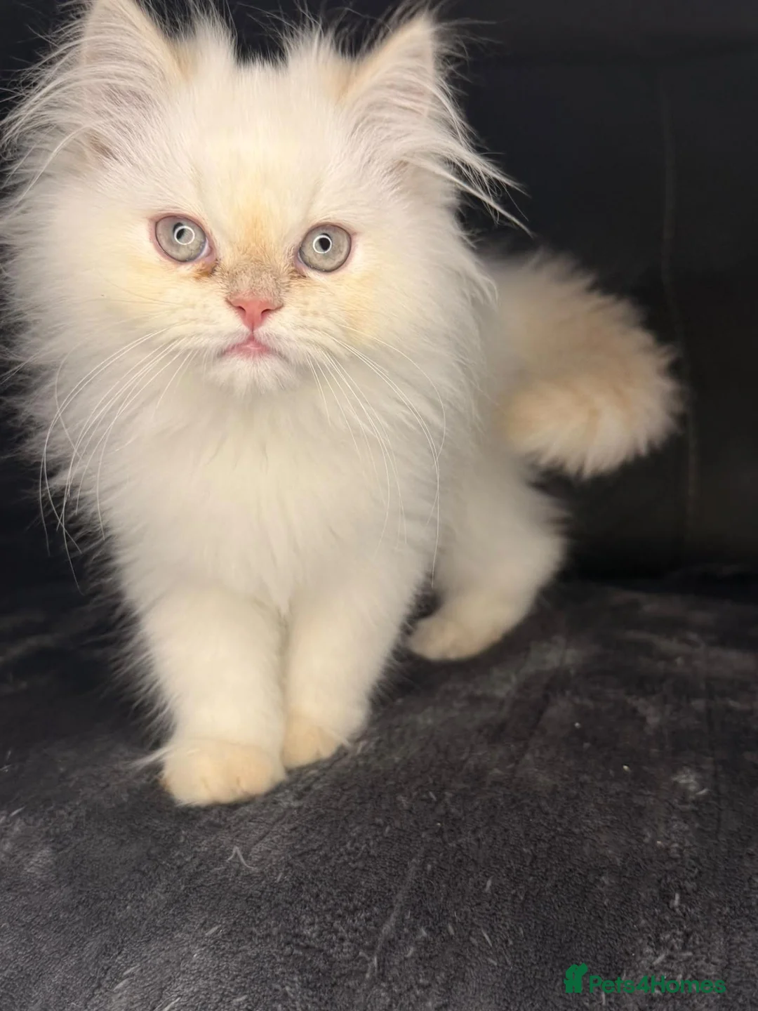 Persian cats for sale: ❗️One Left❗️ Persian kittens for sale 🥰 - Advert 2