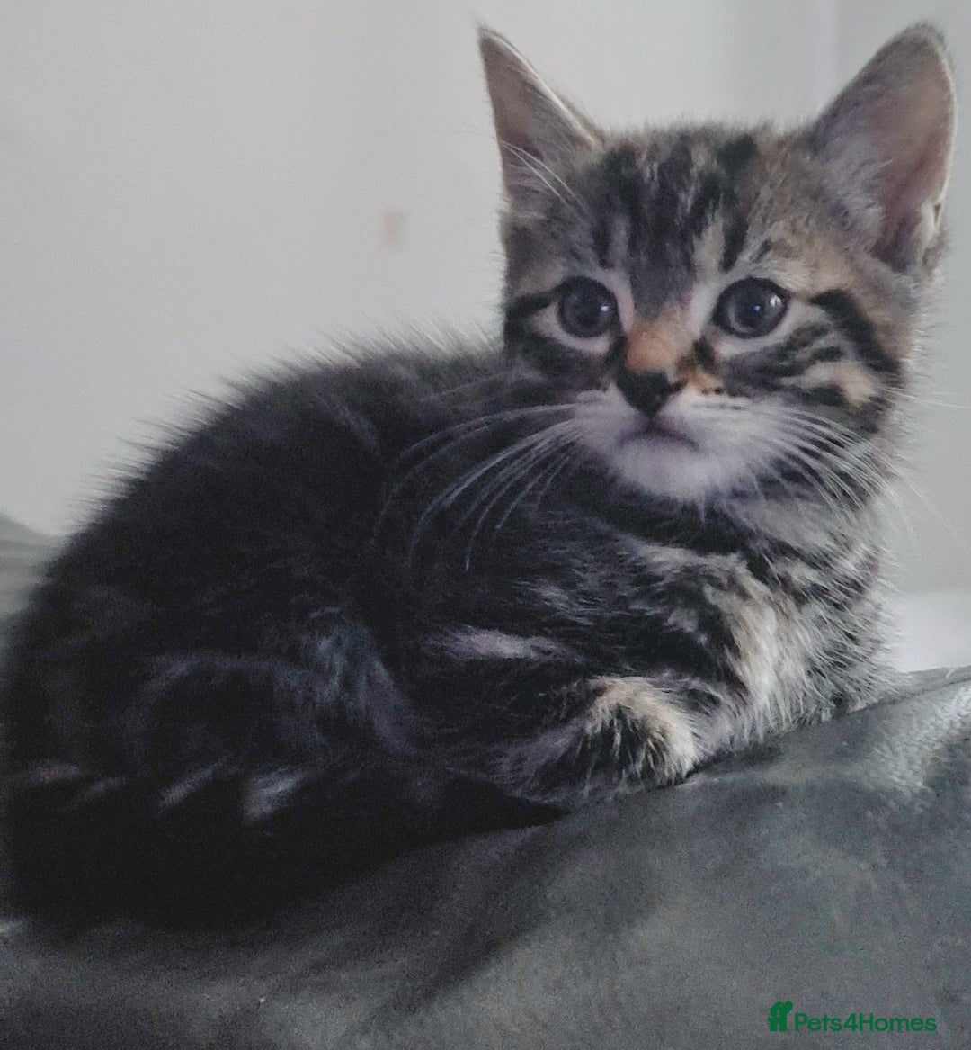 Mixed Breed cats for sale: Gorgeous Cross Kittens 🌟 - Advert 7